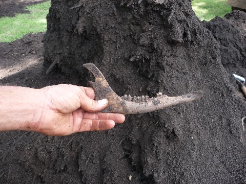 Mulching Pecans with Compost Watkinsville 012 Medium Web view.jpg